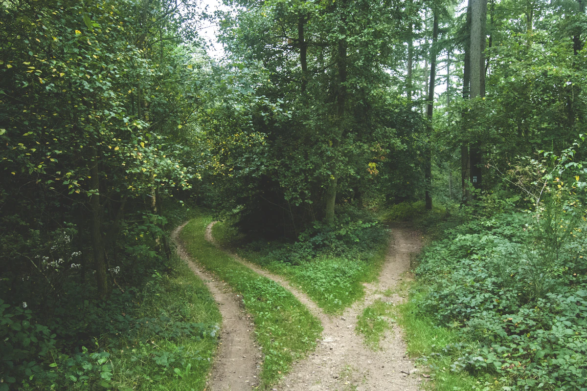Weg, der sich im Wald in zwei Pfade teilt, als Sinnbild für die Entscheidung zwischen mehreren Therapieoptionen